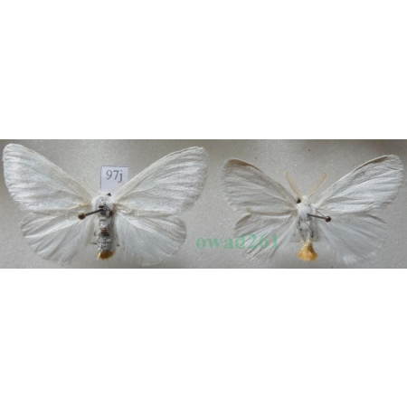 Euproctis similis (Fuessly, 1775) pair Kuprówka złotnica Slovakia97j